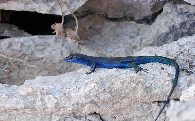 Piante e animali di Capri