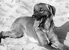 Al mare con Fido