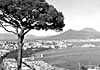 Quando Napoli perse il pino delle cartoline