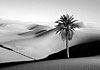 Il t� del deserto � un�altra cosa