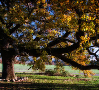 Amazing trees (perfect for a picnic) Hotel
