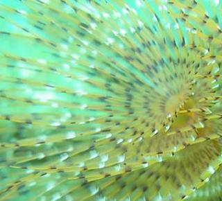 Under the Sea Hotel