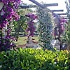 Villa Magnolia Carovigno